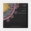 Search for hiv magnets Virus