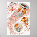 Search for biologie posters Ernst haeckel