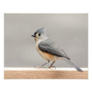 Search for tiny birds posters Wings
