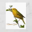 Search for warbler cards Nature