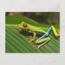 Search for frog postcards Red eyed tree frog