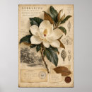 Search for magnolia art Botanical