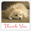 Search for pomeranian dog stickers Puppies