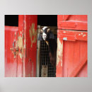 Search for goat posters Mammals