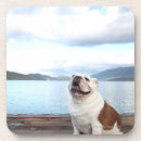 Search for domesticated barware Dog