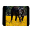 Search for the bay magnets Horse