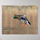 Search for mallard ducks posters Water