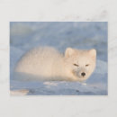Search for steves postcards Snow