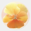 Search for pansy craft supplies Pansies