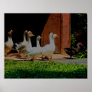 Search for flocking photography Digital