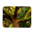 Search for oak tree magnets Georgia