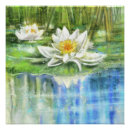 Search for white lily posters Water lilies
