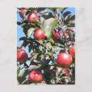 Search for apple tree vertical postcards Autumn