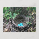 Search for robin egg postcards Nest