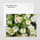 Search for rare postcards Nature