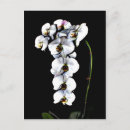 Search for white orchid postcards Flowers