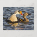 Search for tundra postcards Arctic