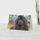 Search for newfoundland birthday cards Dog