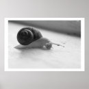 Search for snail photography Black