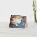Search for ginger cat cards Feline