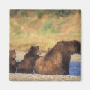 Search for sow magnets Baby
