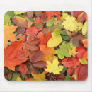 Search for fallen mouse mats Forest