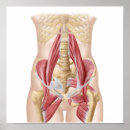 Search for human anatomy posters White background