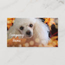 Search for poodle business cards Animals