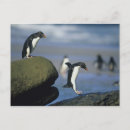 Search for schafer Eudyptes chrysocome