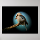 Search for kookaburras posters Blue