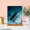 Search for shark photography Ocean