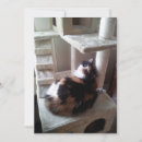 Search for calico invitations Animal