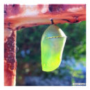 Search for chrysalis Photography