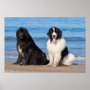Search for newfoundlander posters Black