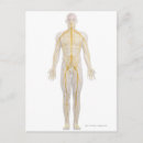 Search for nervous system postcards Illustration
