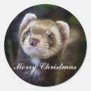 Search for ferret stickers Cute animals