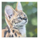 Search for serval cat art Feline