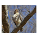 Search for animal guide posters Wildlife