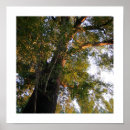 Search for ashes posters Forest