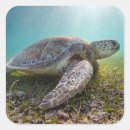 Search for green turtle stickers Beach
