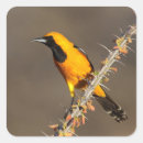 Search for hooded stickers Birding