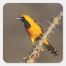 Search for oriole stickers Wildlife