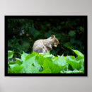 Search for nut with squirrel posters Photography