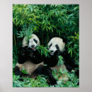 Search for wolong posters Keren su