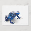 Search for blue shells postcards Animals