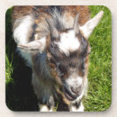 Search for goat coasters Farms