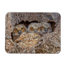 Search for young bird magnets Owl