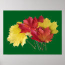 Search for maples posters Foliage