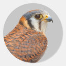 Search for kestrel stickers Raptor
