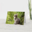 Search for looking up cards Cute